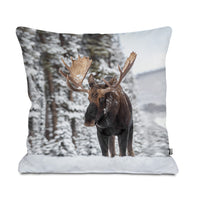 Moose