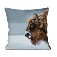 Bison