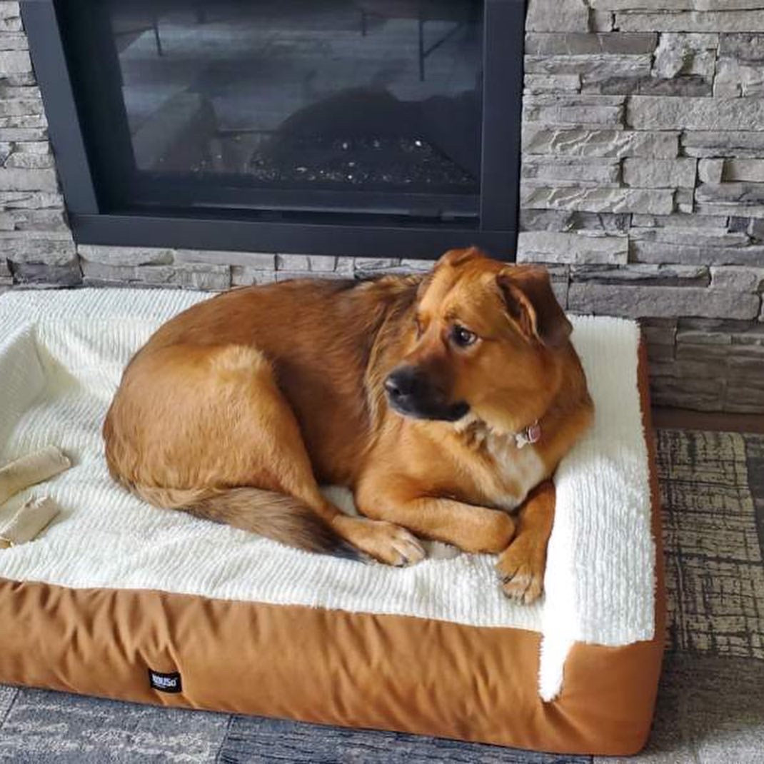 Large dog store bed with bolster